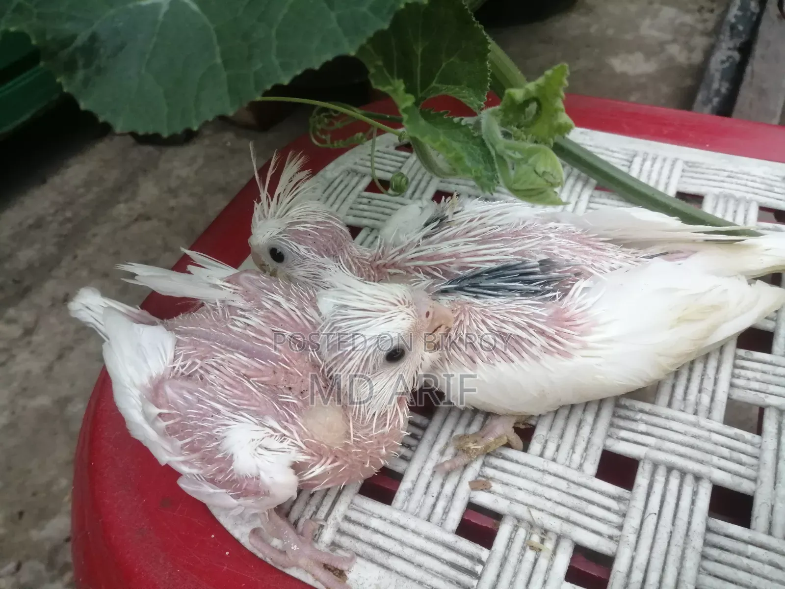 জেপি ও বাচ্চা ককাটেল