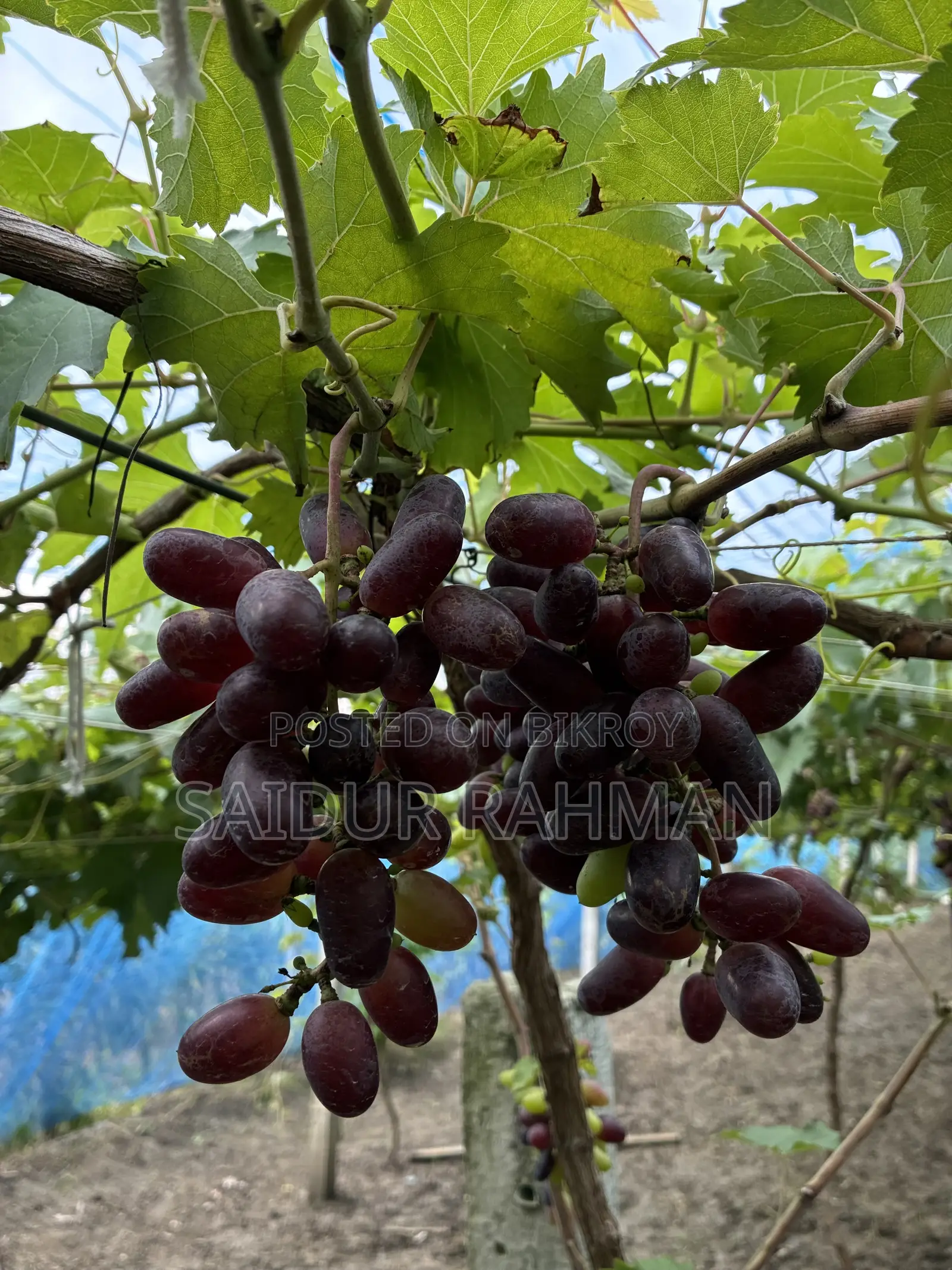 Grapes Plant