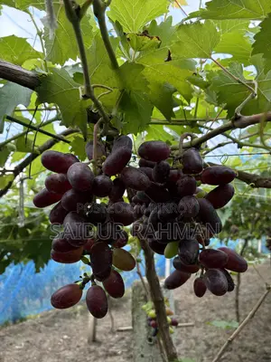 Grapes Plant