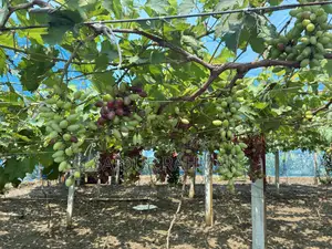 Grapes Plant