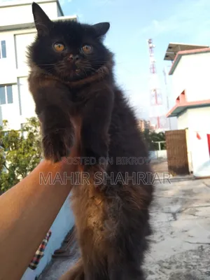 3-6 Months Male Purebred Persian