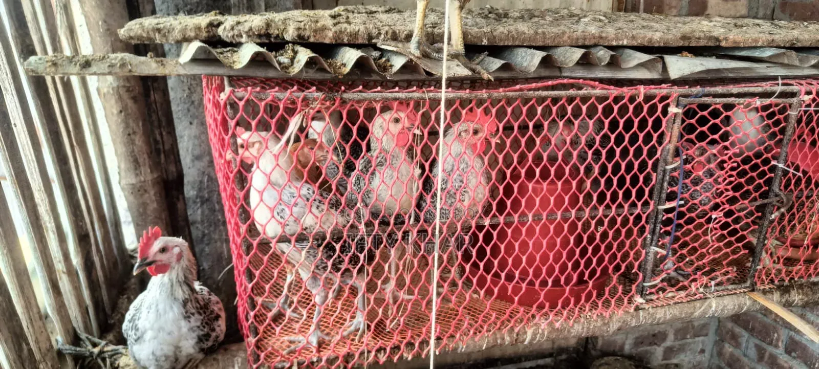 Fayoumi and Tiger Chicken for Sale