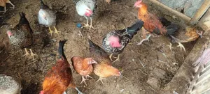 Fayoumi and Tiger Chicken for Sale
