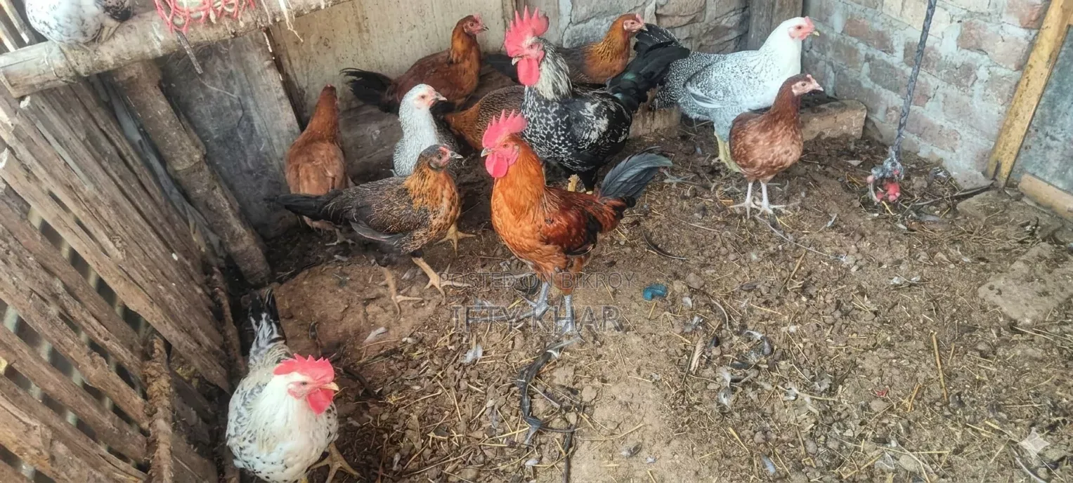 Fayoumi and Tiger Chicken for Sale