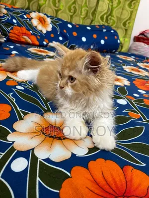 1-3 Months Male Purebred Persian