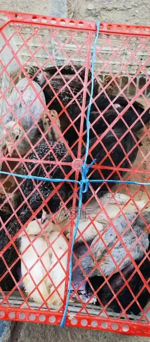 টাৱকি মুৱগিৱ বাচ্চা শেল