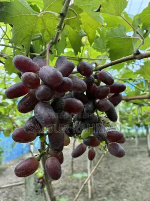 Grapes Plant