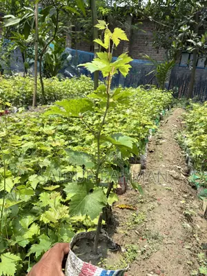 Grapes Plant