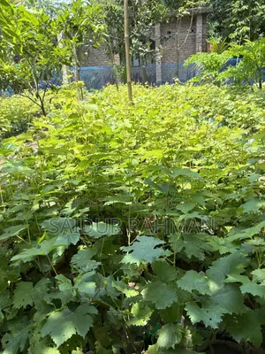 Grapes Plant