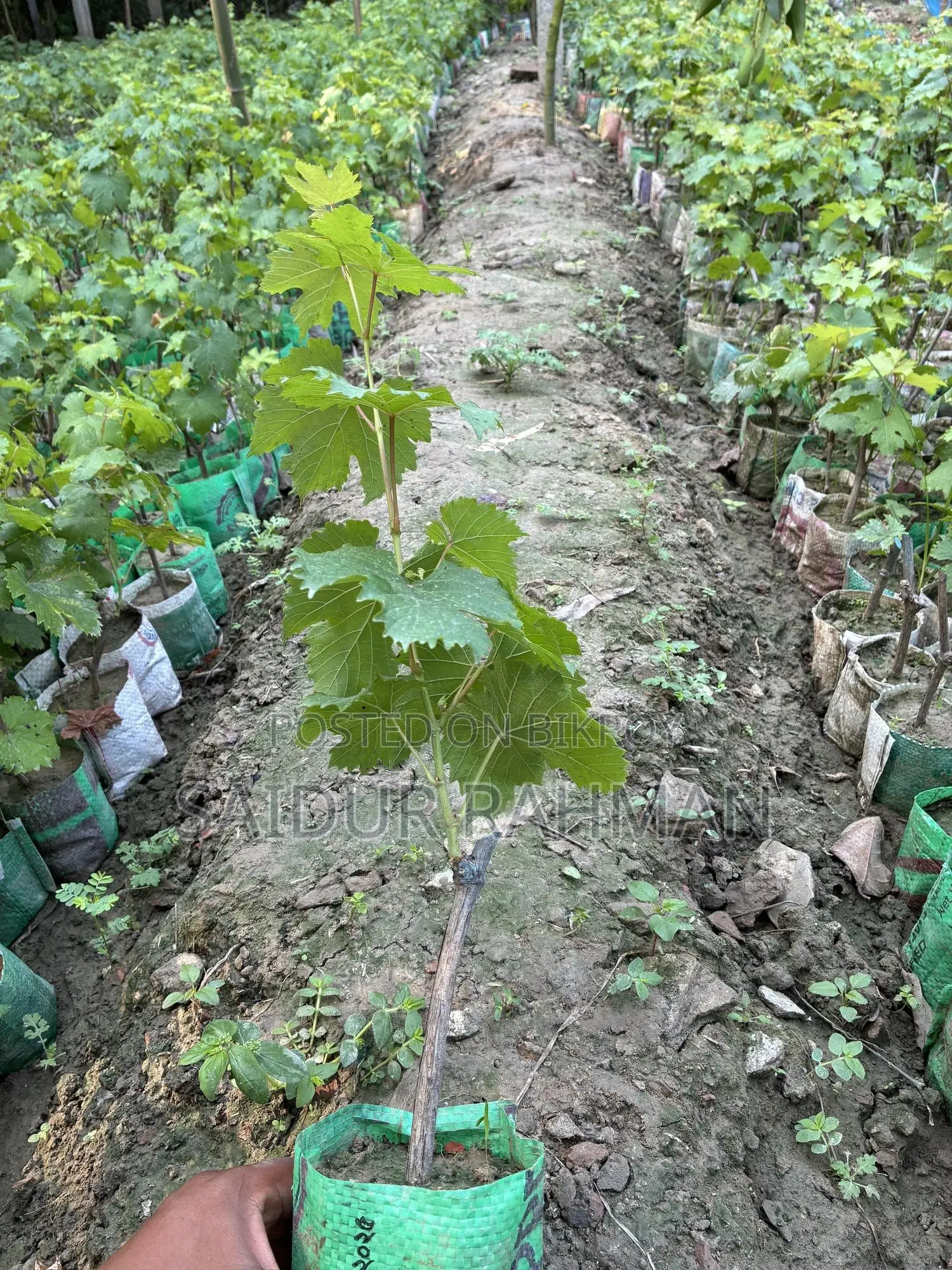 Grapes Plant