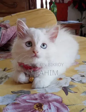 1-3 Months Female Purebred Persian