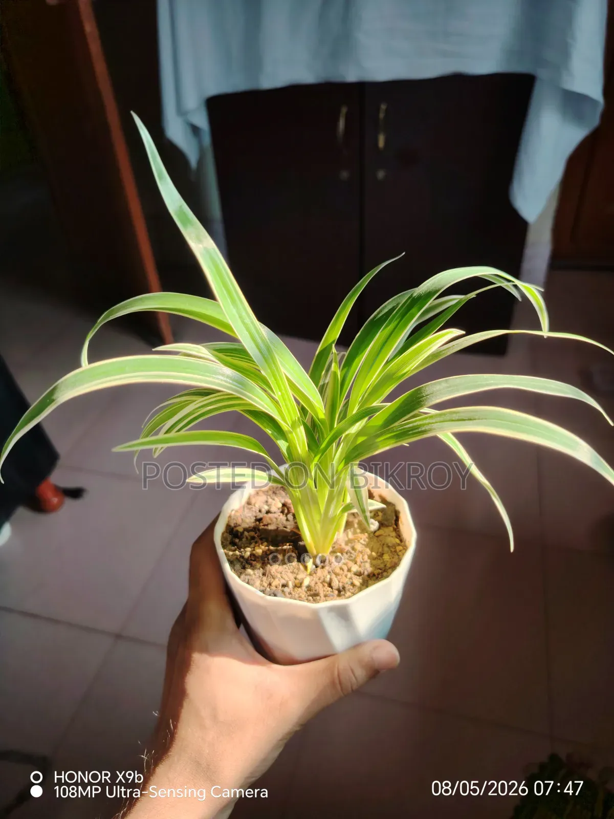 Indoor Plants