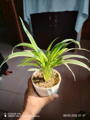 Indoor Plants