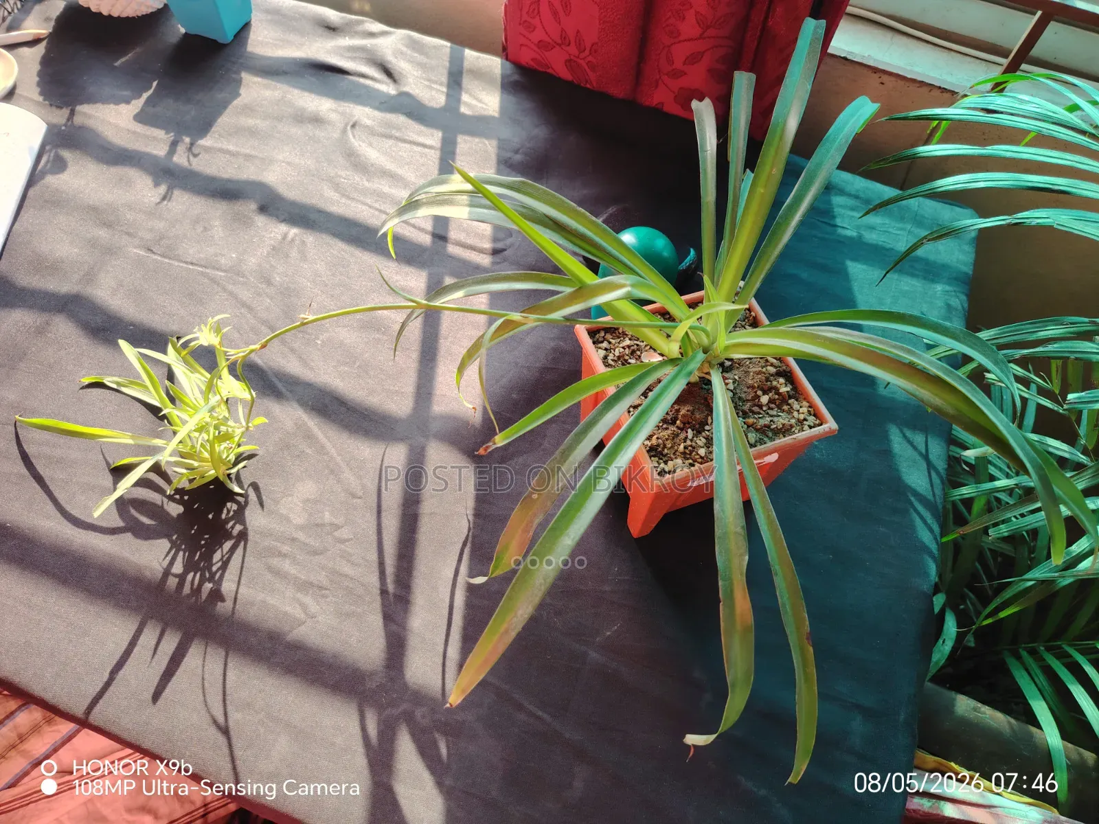 Indoor Plants