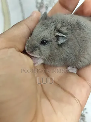 Russian Dwarf Hamster