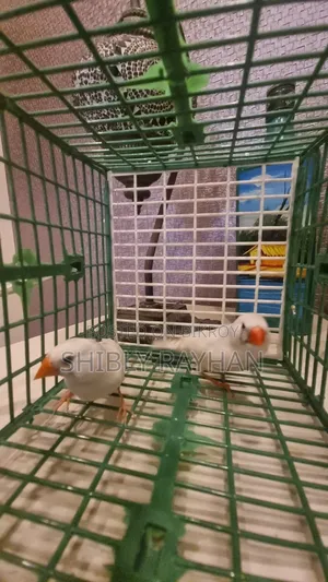 Finch - CFW Pair