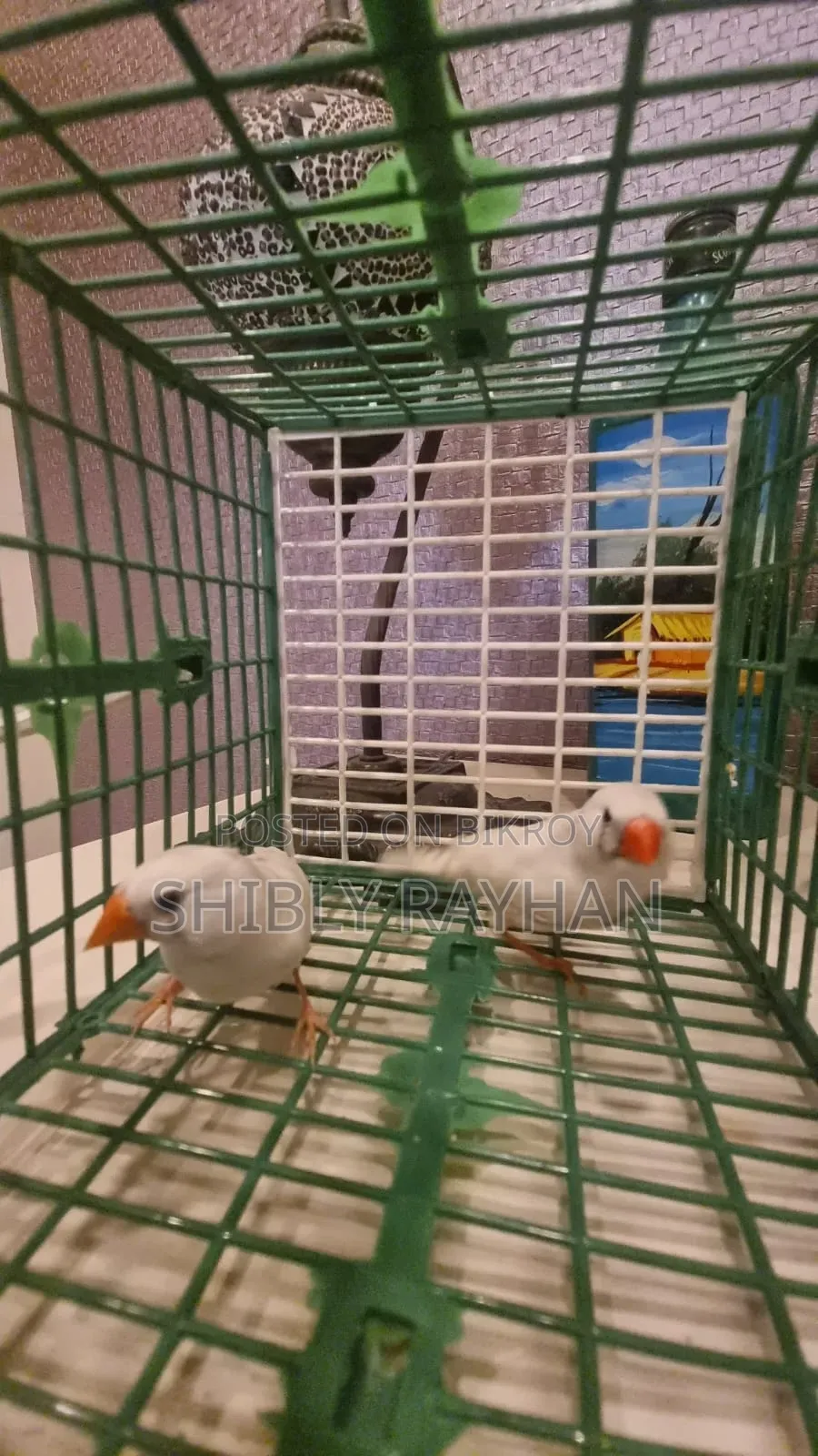 Finch - CFW Pair