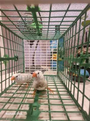 Finch - CFW Pair