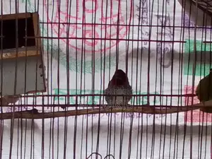 এক পিস রানিং মুনিয়া পাখি