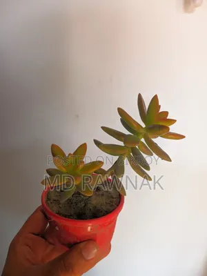 ইনডোর ও আউটডোর প্ল্যান্ট বিক্রি হবে