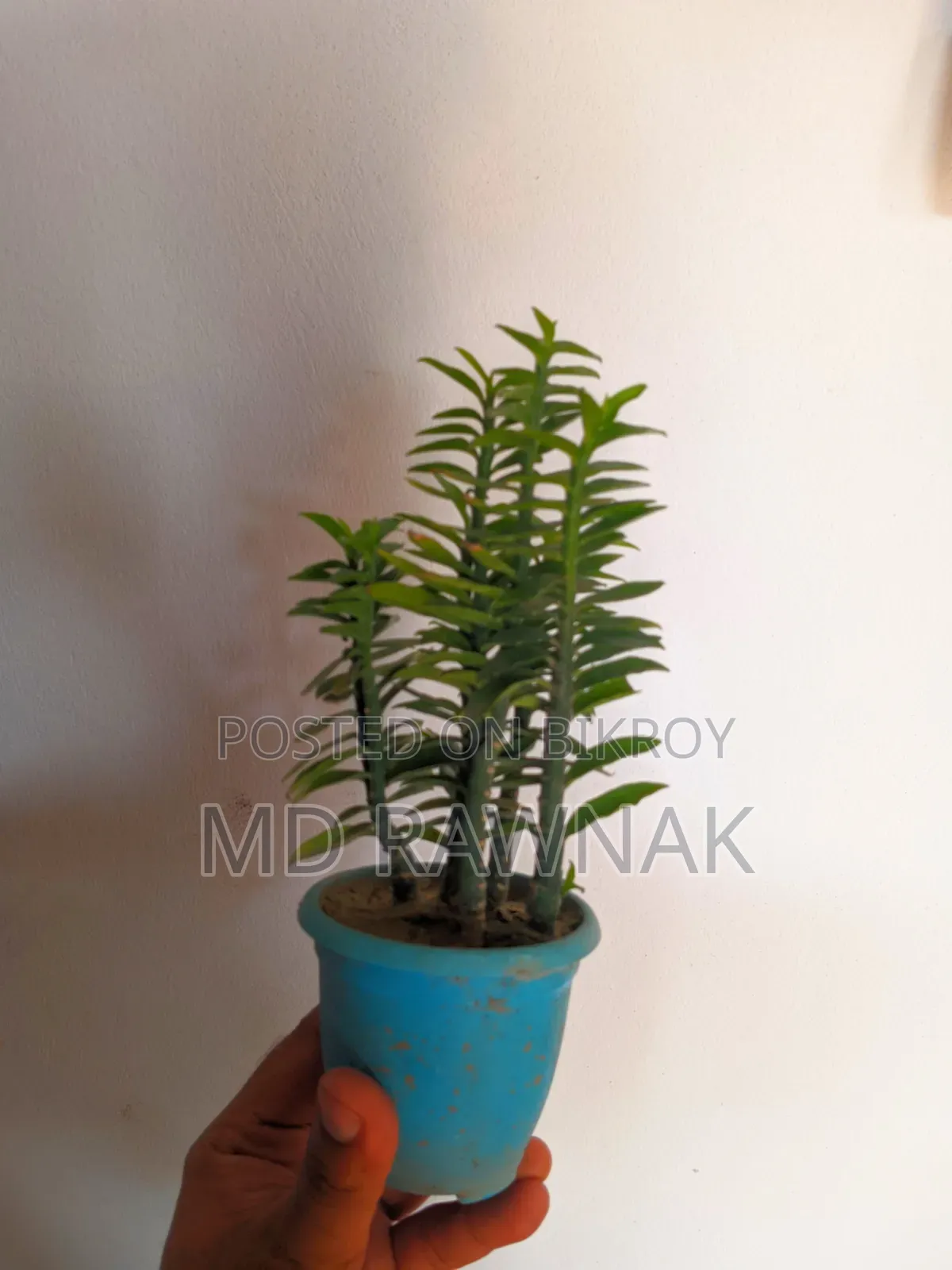 Indoor and Outdoor Plants for Sale