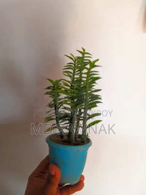 Indoor and Outdoor Plants for Sale