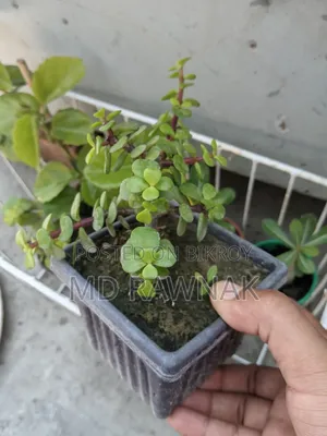 Indoor and Outdoor Plants for Sale