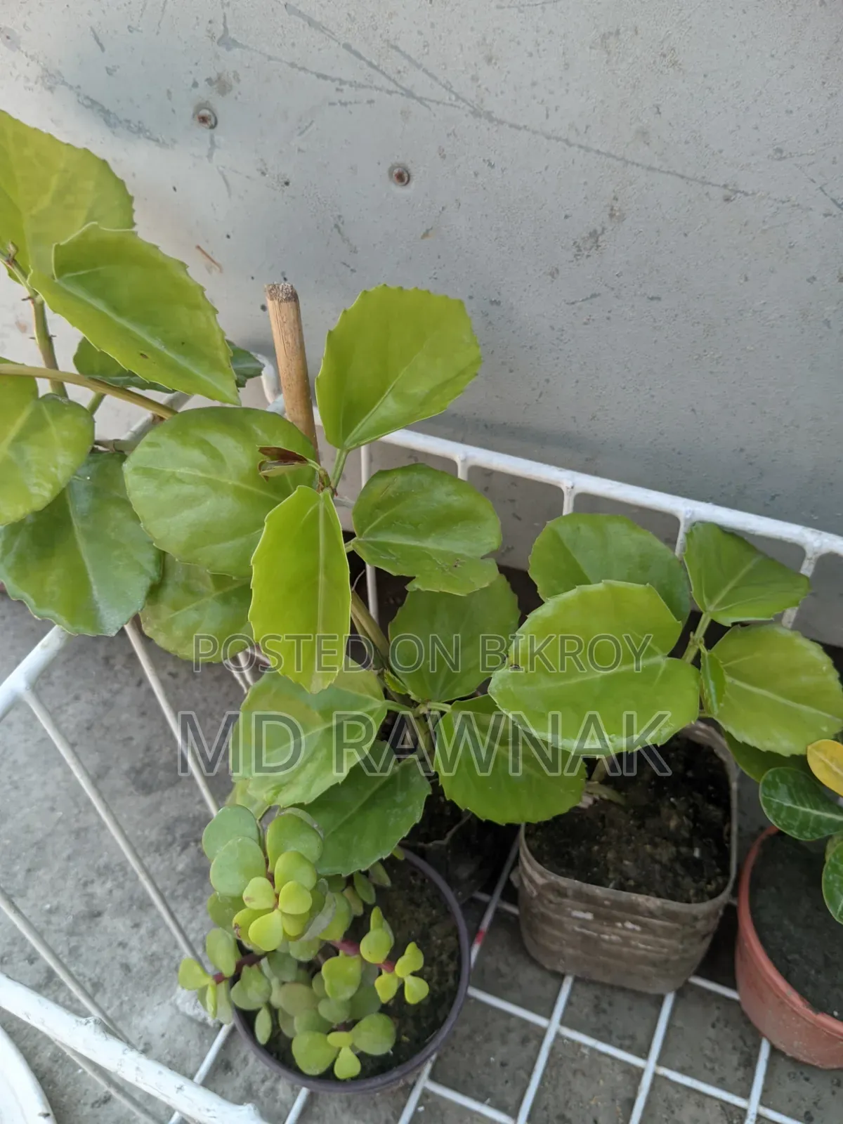 Indoor and Outdoor Plants for Sale