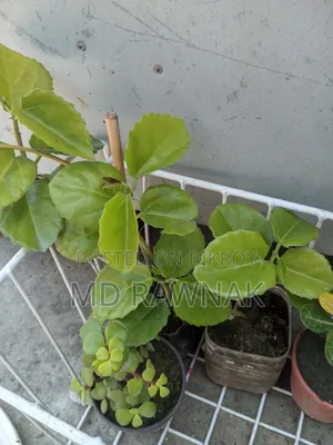 Indoor and Outdoor Plants for Sale
