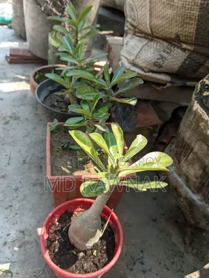 Indoor and Outdoor Plants for Sale