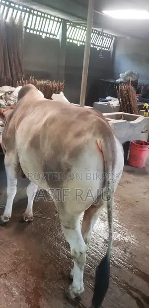 Cow 240 Kg
