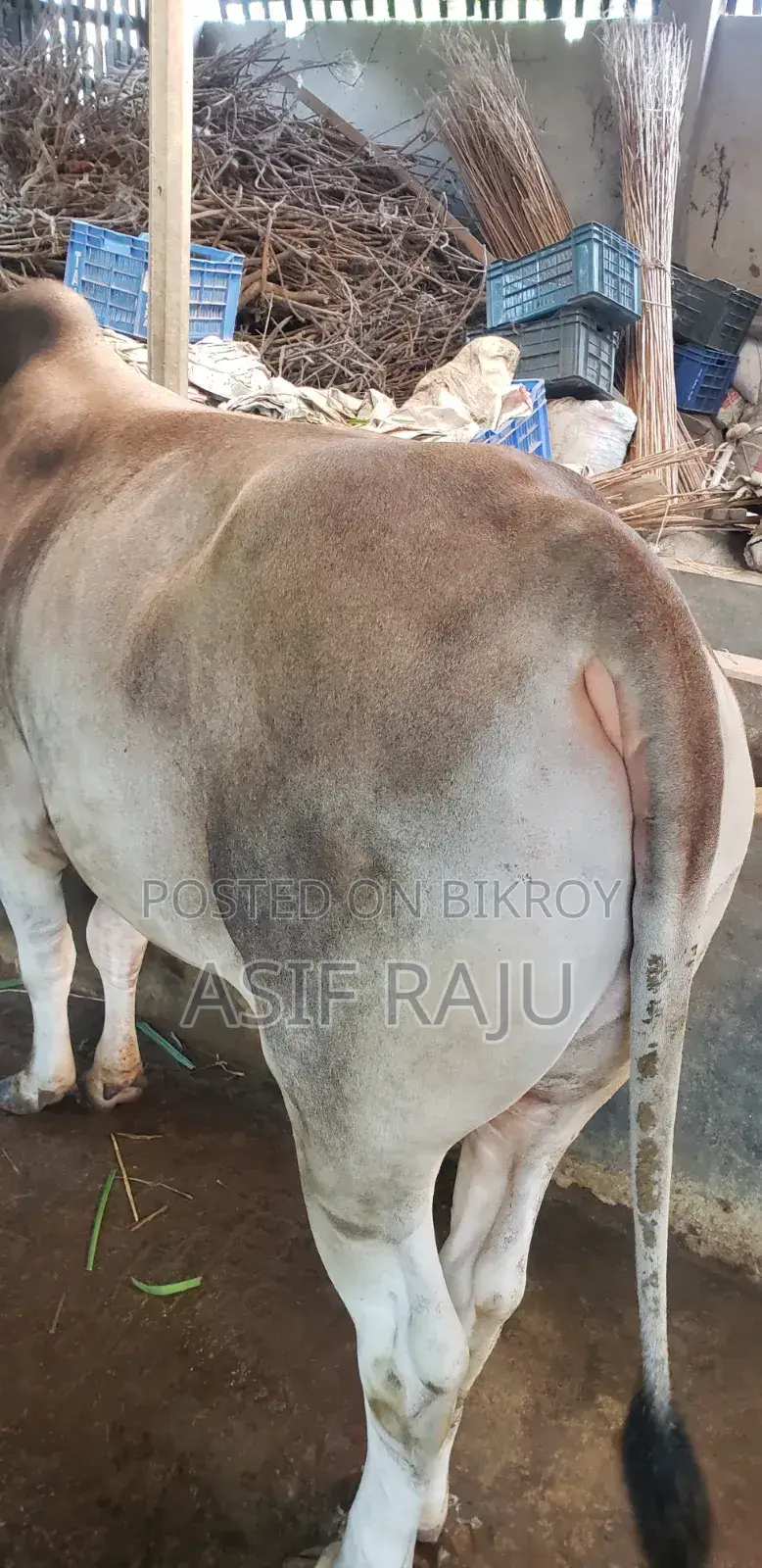 Cow 240 Kg