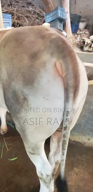 Cow 240 Kg