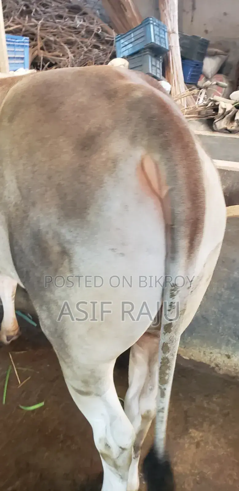 Cow 240 Kg