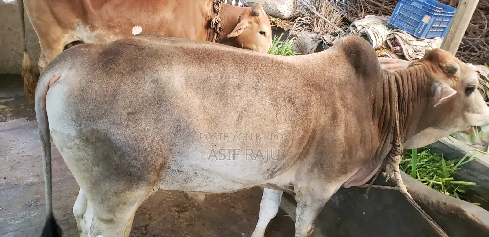 Cow 240 Kg