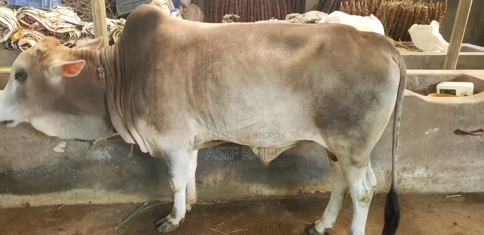 Cow 240 Kg