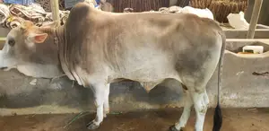 Cow 240 Kg