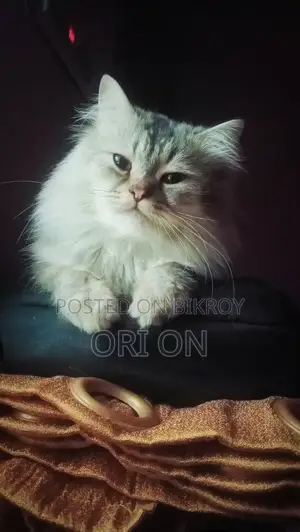 6-12 Months Male Purebred Persian