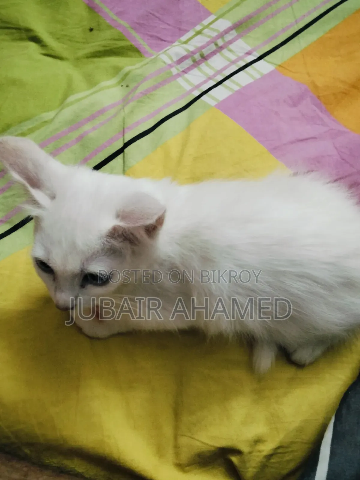 1-3 Months Male Mixed Breed Cat