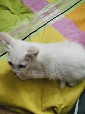 1-3 Months Male Mixed Breed Cat