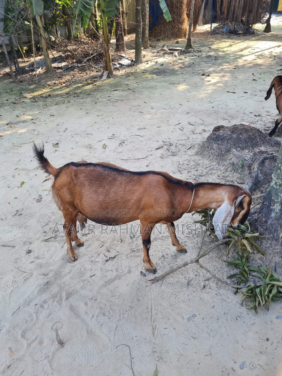 হরিয়ানা ক্রস ছাগল