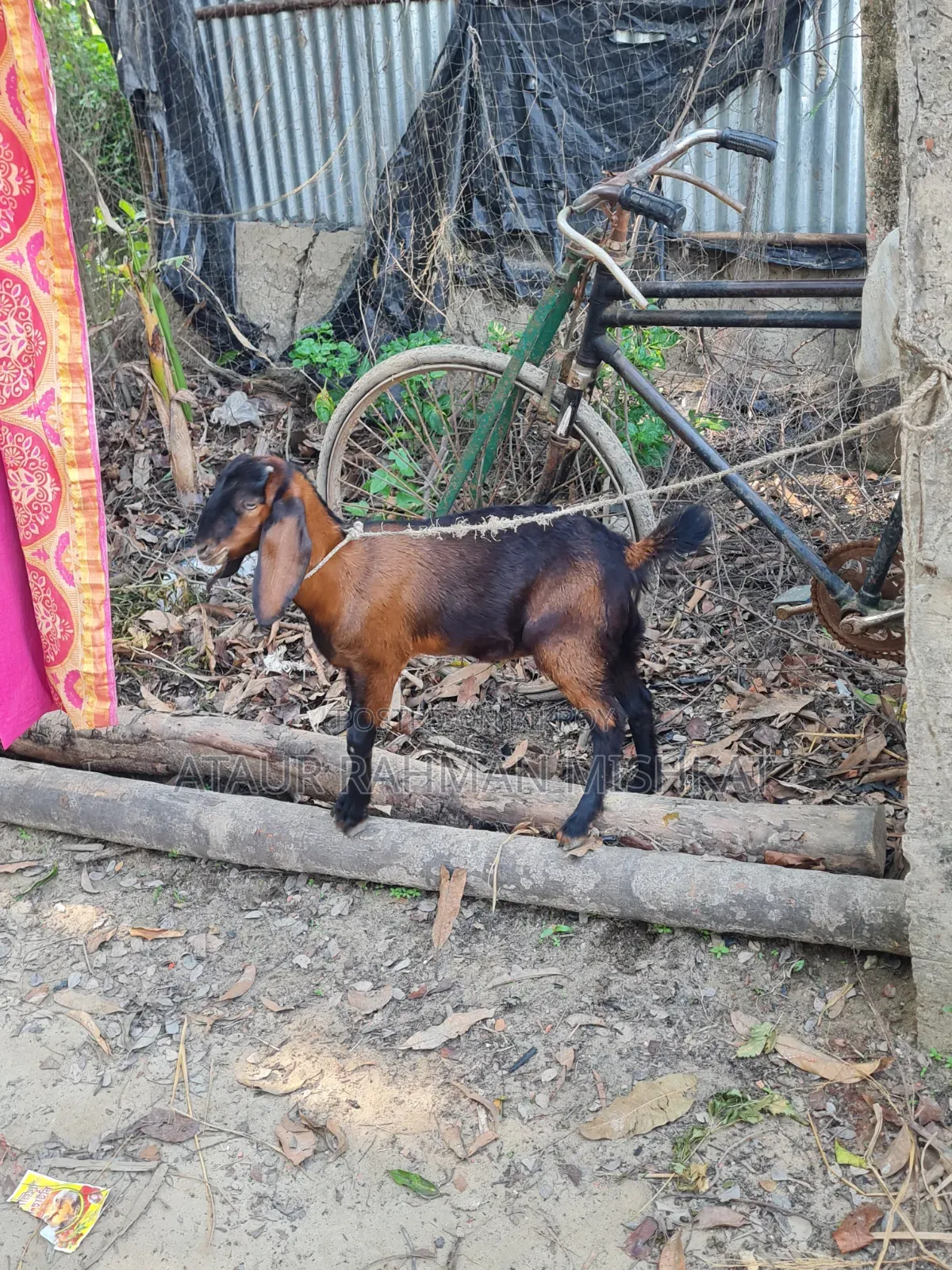 হরিয়ানা ক্রস ছাগল