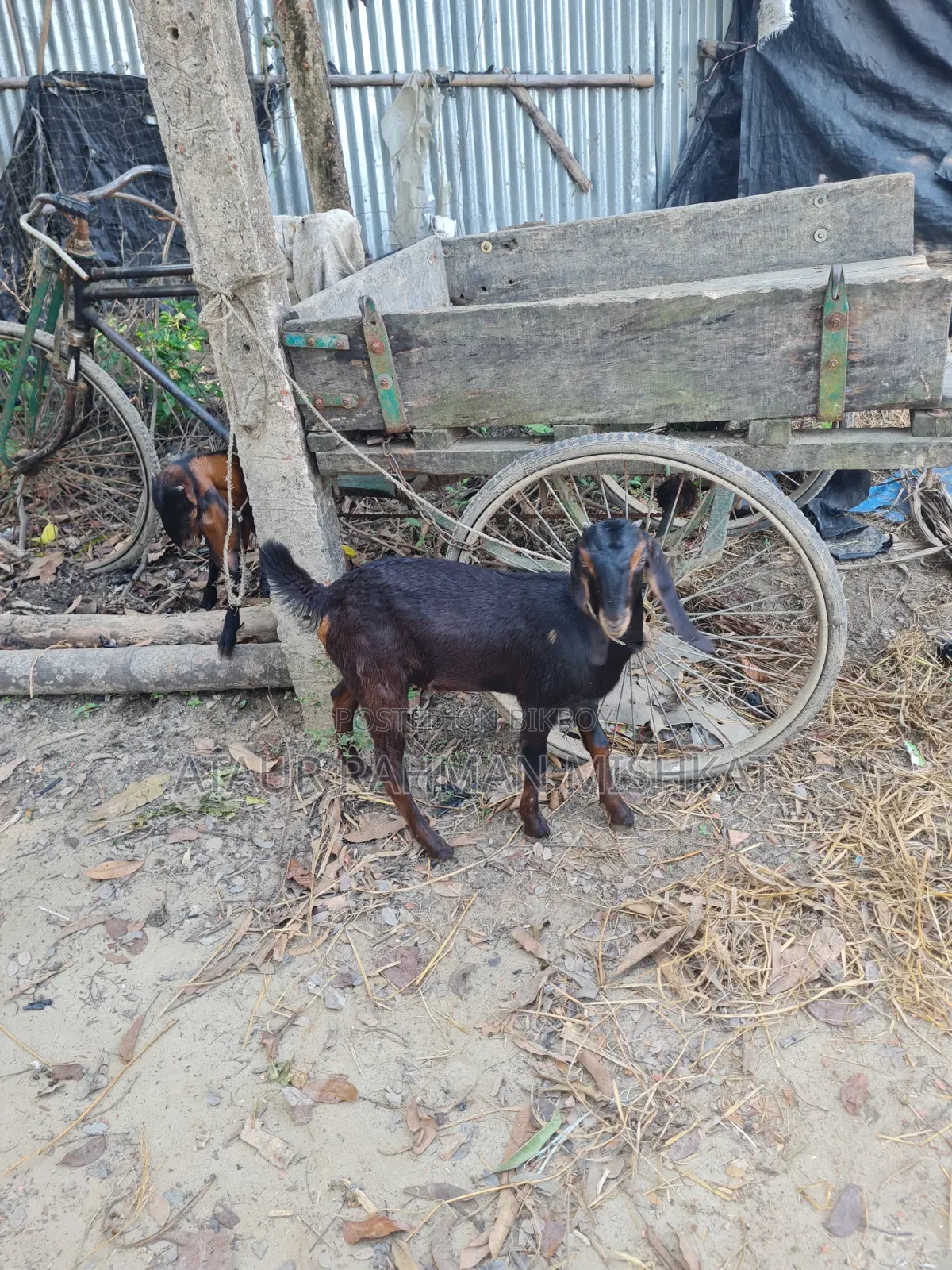 হরিয়ানা ক্রস ছাগল
