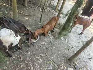 ছাগল গুলো বিক্রি করা হবে।