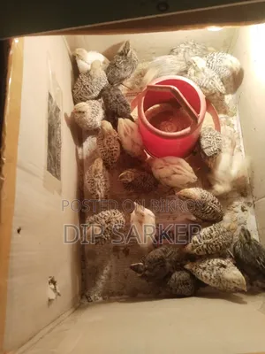 ইউরোপীয়ান হোয়াইট জায়েন্ট কর্টনিক্স কোয়েল