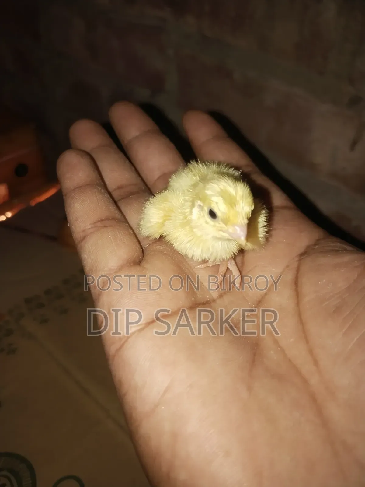 ইউরোপীয়ান হোয়াইট জায়েন্ট কর্টনিক্স কোয়েল