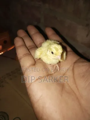 ইউরোপীয়ান হোয়াইট জায়েন্ট কর্টনিক্স কোয়েল