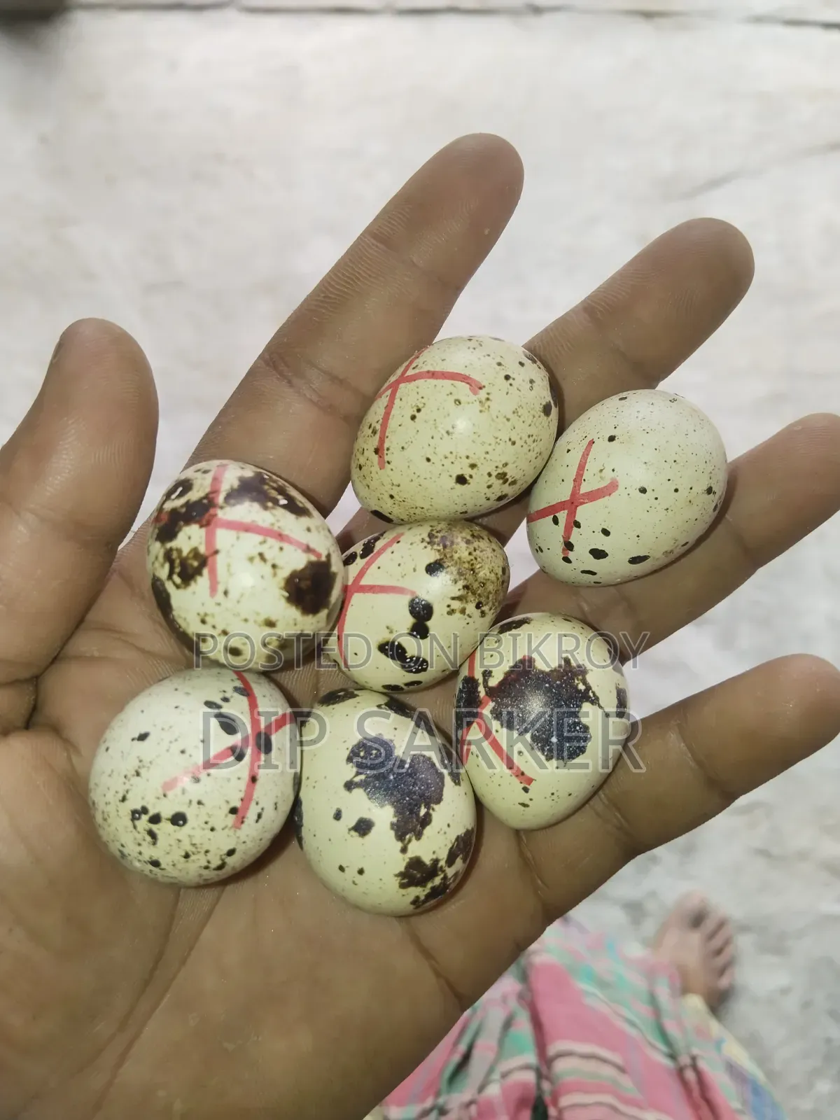 ইউরোপীয়ান হোয়াইট জায়েন্ট কর্টনিক্স কোয়েল