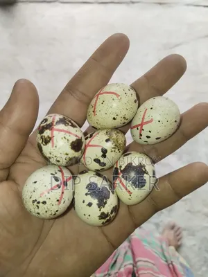 ইউরোপীয়ান হোয়াইট জায়েন্ট কর্টনিক্স কোয়েল