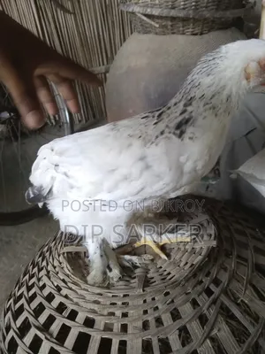 Brahma Chick Sale